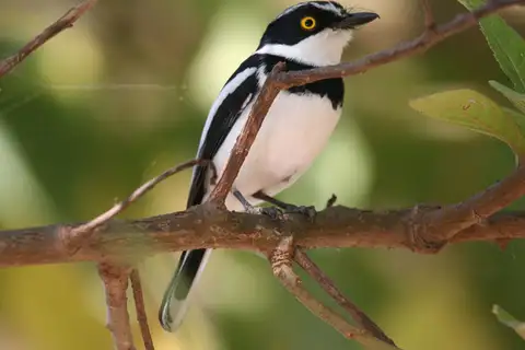Grey-headed Batis