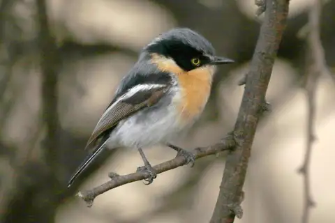 Pririt Batis