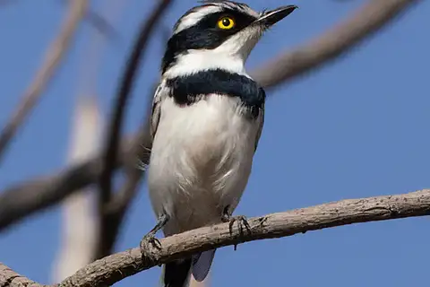 Senegal Batis
