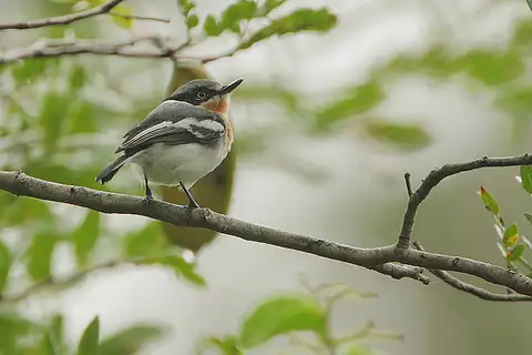Pale Batis