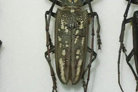 White-striped Longhorn Beetle