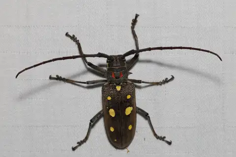 Mango Longhorn Beetle