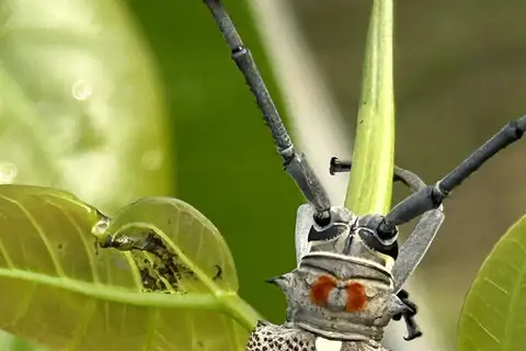 Mango Stem Borer