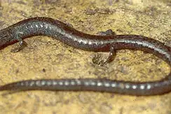 Black-bellied Slender Salamander