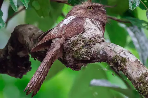 Blyth's Frogmouth