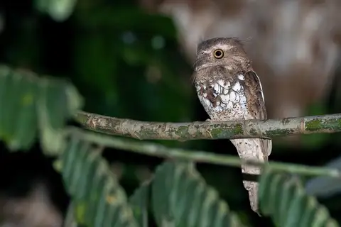 Palawan Frogmouth