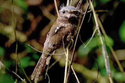 Sunda Frogmouth