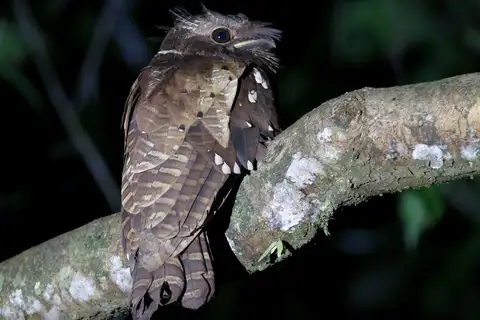 Dulit Frogmouth