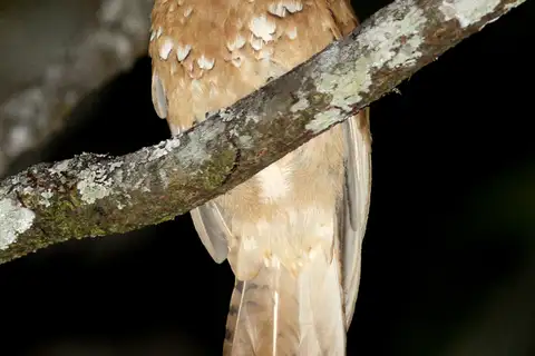 Hodgson's Frogmouth