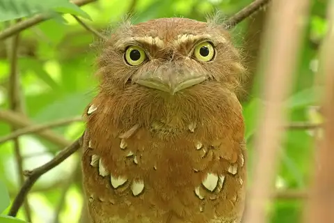 Javan Frogmouth