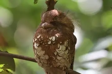 Bornean Frogmouth