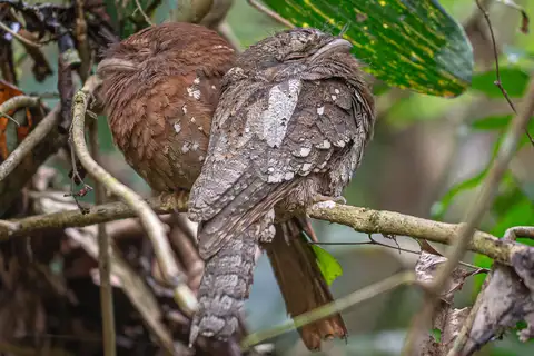 Sri Lanka Frogmouth