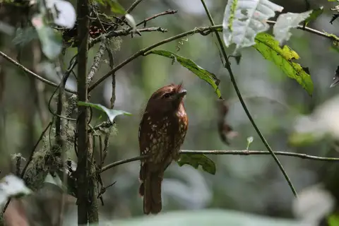 Sumatran Frogmouth