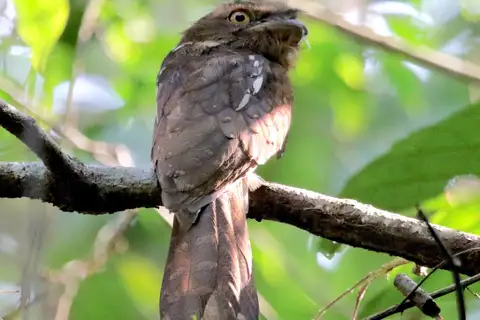Gould's Frogmouth