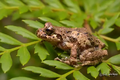 Gray Wood Frog
