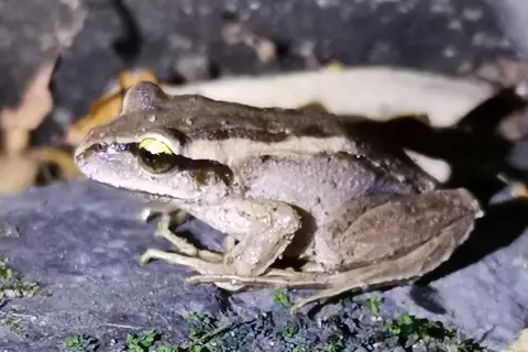 Banded Wood Frog
