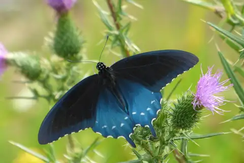 Pipevine Swallowtail