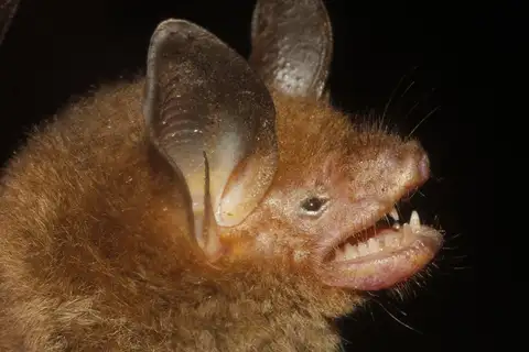 Van Gelder's bat