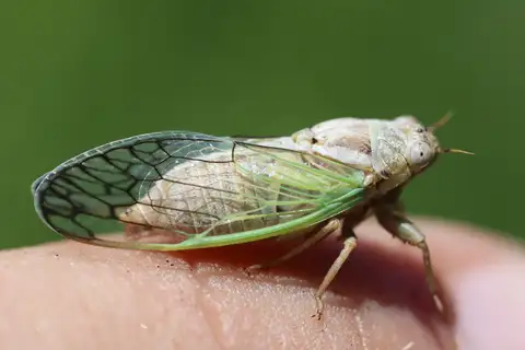 Aridland Cicada