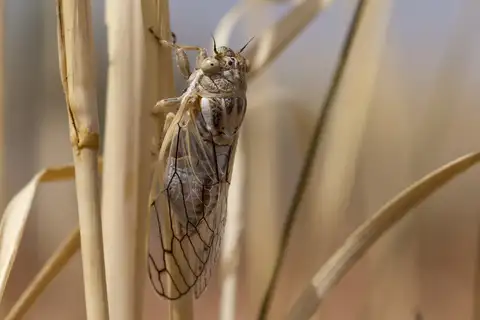 Beameria wheeleri