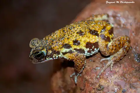 Amboli Tiger Toad
