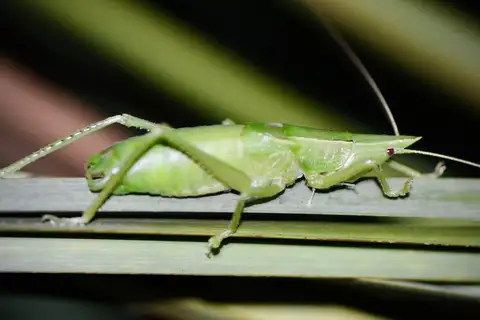 Palmetto Conehead