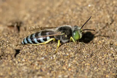 American Sand Wasp