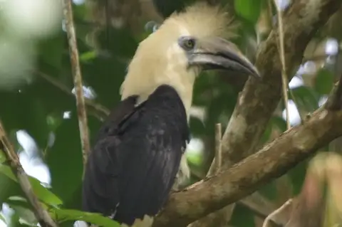 White-crowned Hornbill