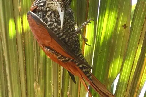 Point-tailed Palmcreeper