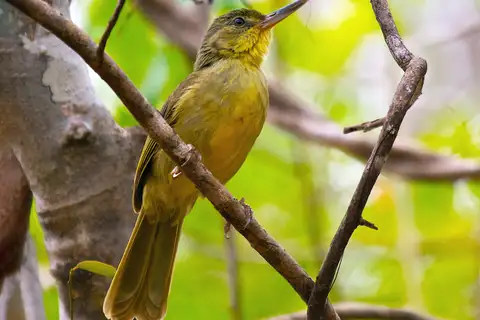 Long-billed Bernieria
