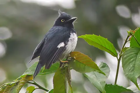 Black-and-white Shrike-flycatcher