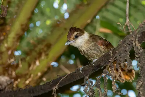 White-bearded Antshrike