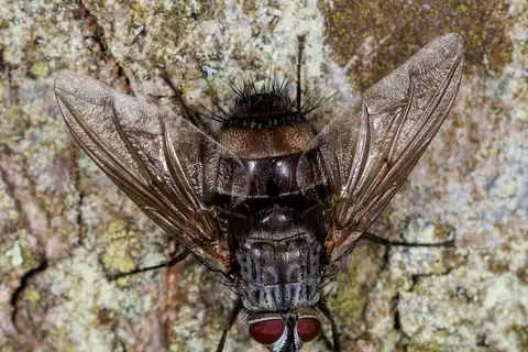 Billaea rutilans