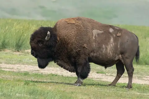 American Bison