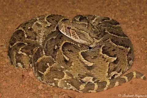 Puff Adder