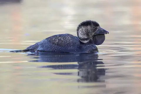 Musk Duck