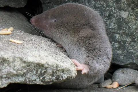 Northern Short-tailed Shrew