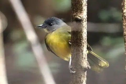 Grey-headed Bristlebill