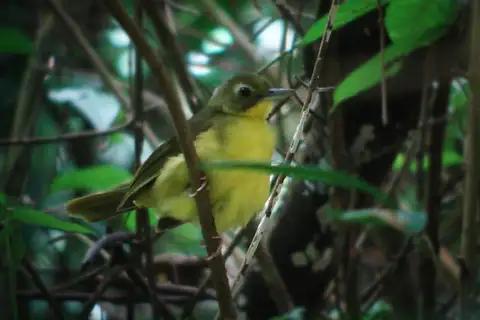Green-tailed Bristlebill