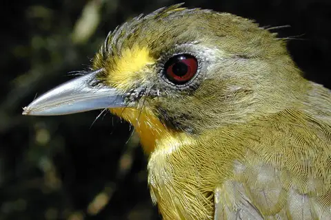Yellow-lored Bristlebill