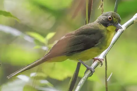 Yellow-eyed Bristlebill