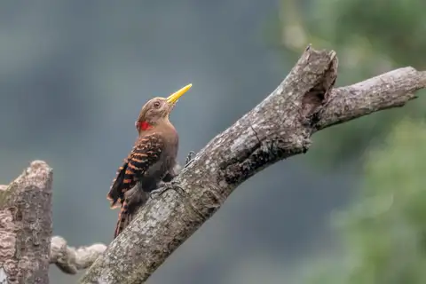 Bay Woodpecker