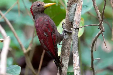 Maroon Woodpecker