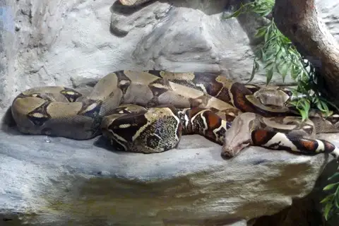 Boa Constrictor
