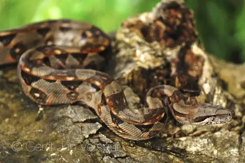 Central American Boa
