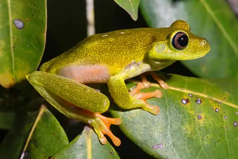 White-edged Tree Frog