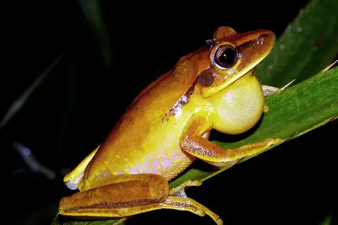 Yellow-spotted Tree Frog
