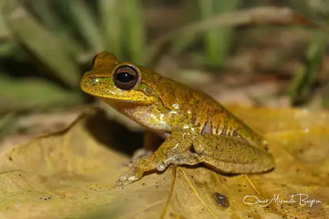 Yungas Tree Frog