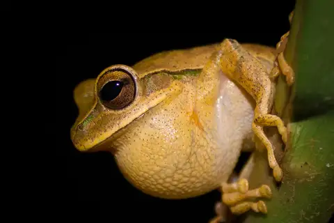 Bischoff's Tree Frog