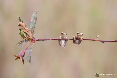 Striped Tree Frog
